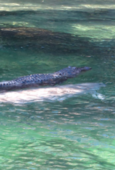 A Florida alligator 'rode' on the back of a manatee, resulting in the best photo of 2016