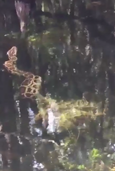 Watch this 15-foot python effortlessly take down a Florida gator