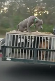 Florida 'asshole' drives down I-95 with dog chained to roof of crate