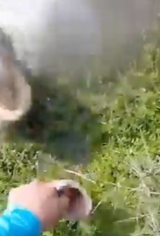 Video shows a gator almost chomping off a Florida man's hand