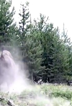Florida girl tossed into the air by charging bison at Yellowstone