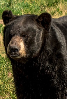 Florida's bear-control plan leaves hunting on the table