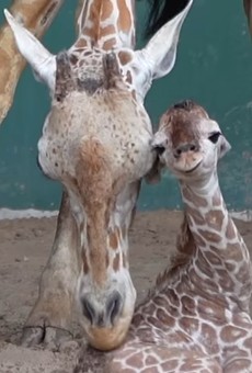 Busch Gardens Tampa Bay just welcomed a new baby giraffe