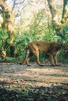 Wildlife authorities are now offering a $5,000 reward for info on whoever killed a Florida panther