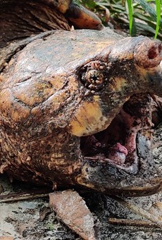 Florida researchers discover 100-pound alligator snapping turtle near Gainesville