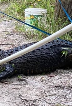 A nine-foot alligator severely injured a bicyclist who fell into the water where it was swimming.