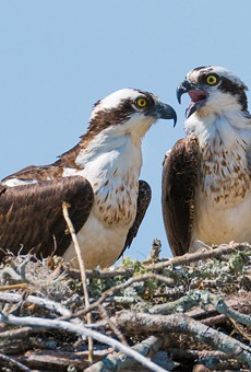 Ospreys are being considered as a replacement for Florida's state bird.