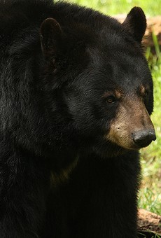 Florida wildlife officials are ready to take another look at bears