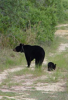 Someone reportedly shot a bear last night in Sanford
