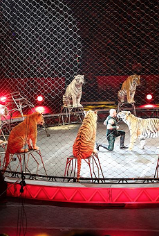 Feld Entertainment applies for permit to send tigers to German circus