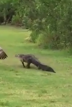 Watch this crane square up with an alligator in Florida