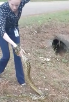 Watch this Florida cop easily bag an escaped 9-foot-long anaconda