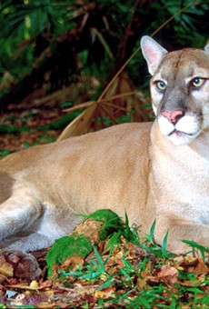 Florida drivers have killed 21 endangered panthers so far this year