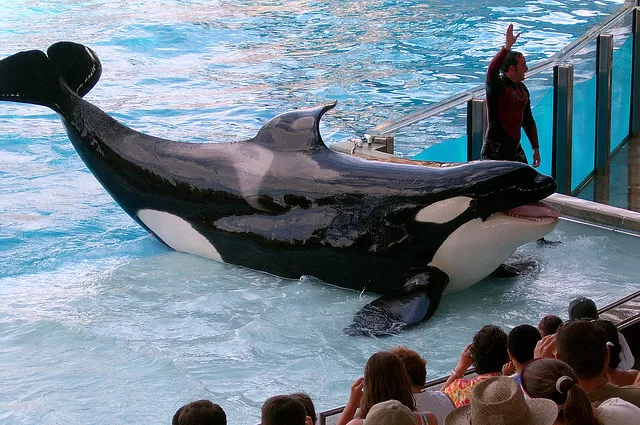 Seaworld Could Face Punishment From The Sec Company Discloses Blogs