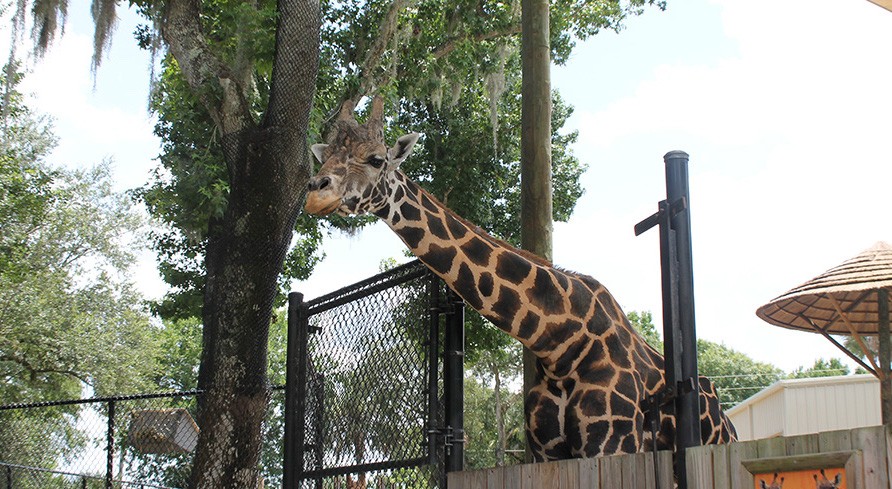 Central Florida Zoo S Popular Giraffe Emba Has Died Blogs