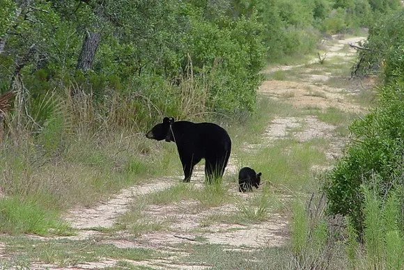 Evidence Bears Out Congressional Intent >> Nine Arrested For Luring Florida Black Bears With Doughnuts Evidence Bears Out Congressional Intent >> Nine Arrested For Luring Florida Black Bears With Doughnuts