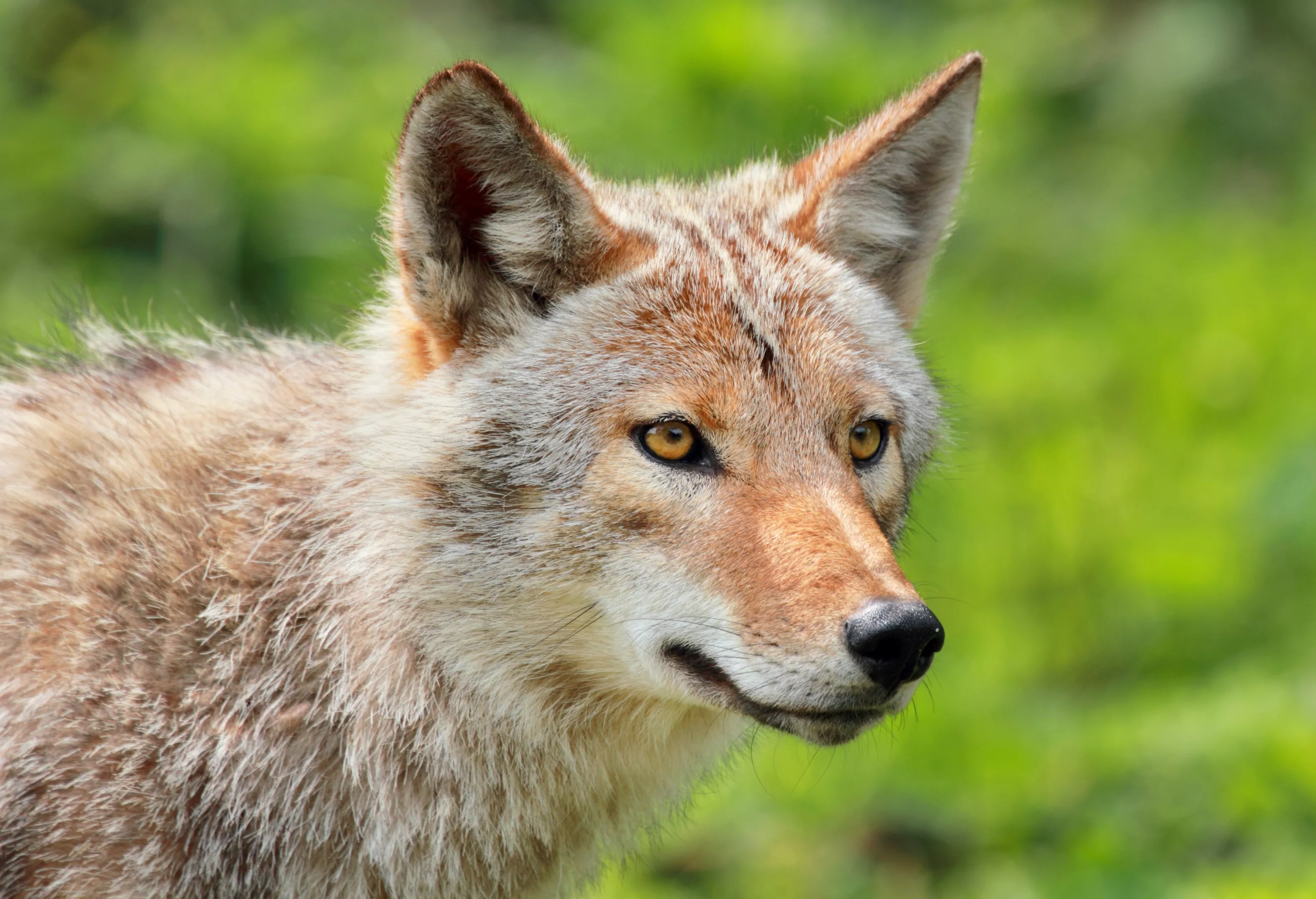 A Man Actually Punted A Rabid Coyote In Kissimmee Blogs