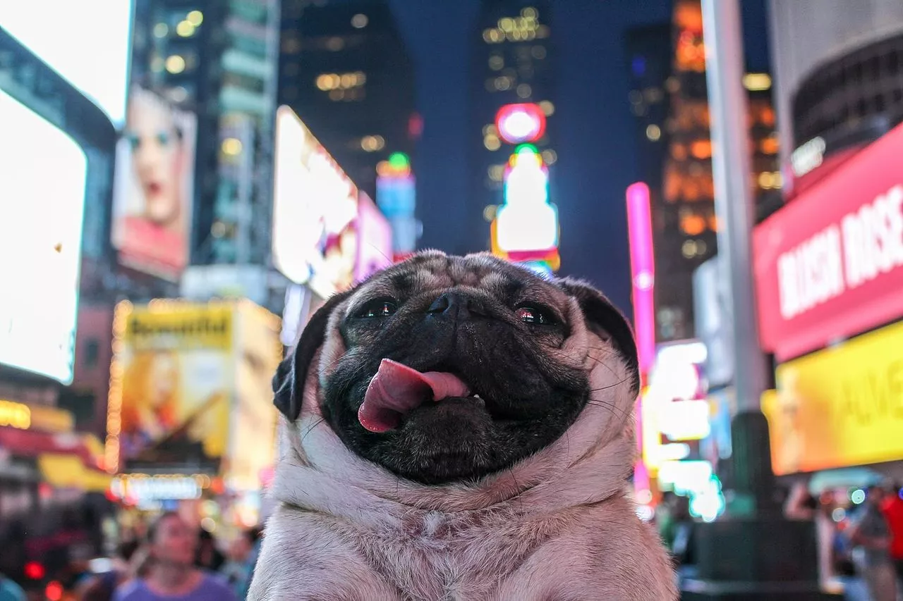 Doug The Pug The Most Followed Pug On The Internet Is Coming To 