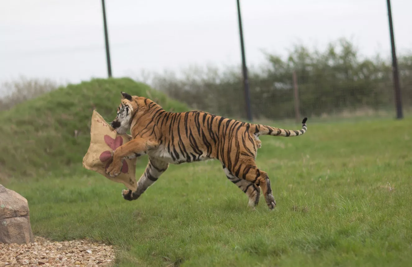 big cat toys