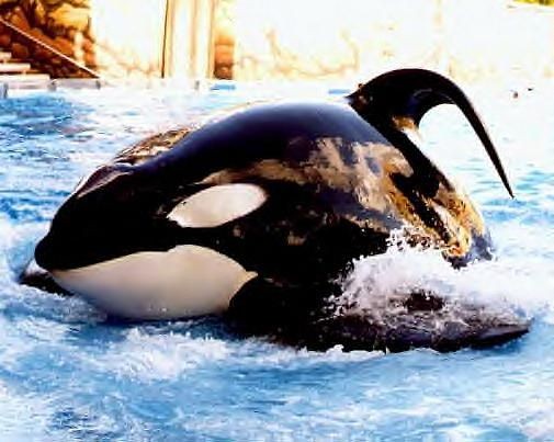Seaworld Reports That Tilikum The Orca Is Seriously Ill Blogs