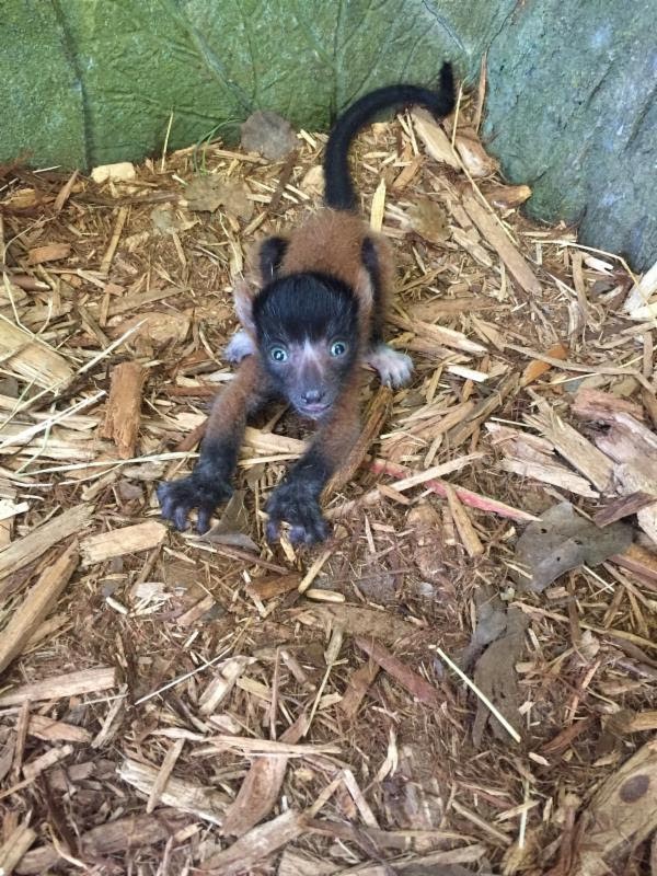 You Can Now Visit This Cute Baby Lemur At The Central Florida Zoo