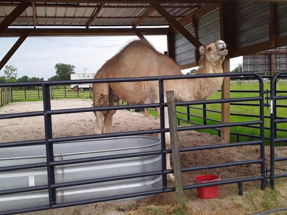 Image result for camel louisiana