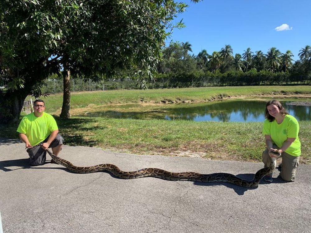 Florida Python Hunters Capture Record Setting 18 Foot Snake Largest