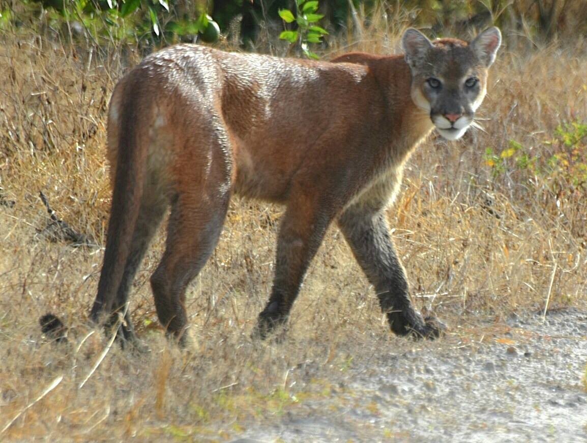 Florida panther population has increased, FWC reports Blogs