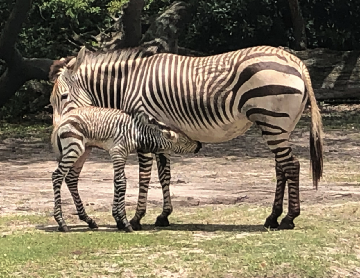 Disney's Animal Kingdom baby zebra while guests watch