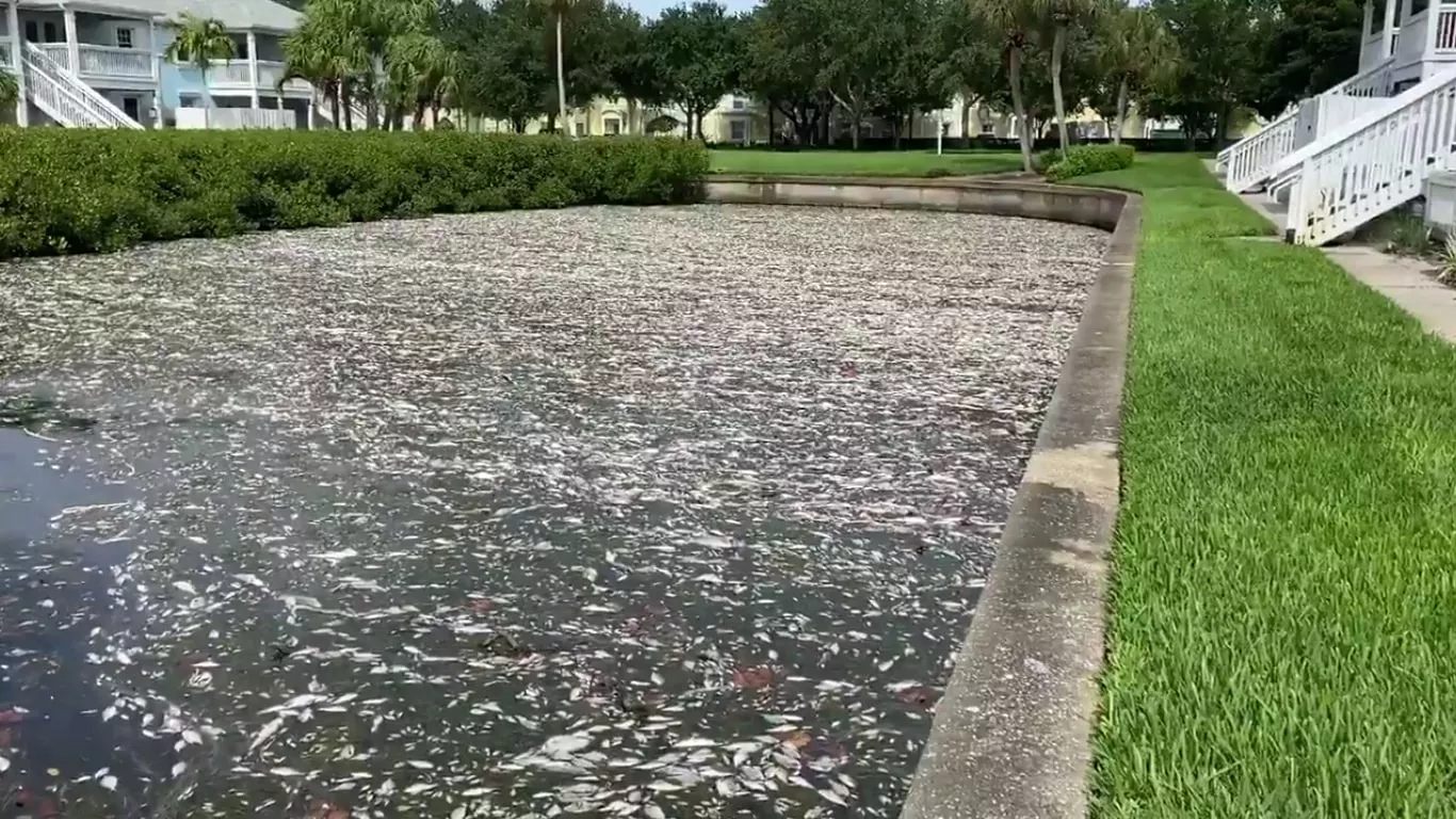 Florida Gov Ron Desantis Dismisses Calls To Declare State Of Emergency Over Tampa Bay Red Tide Blogs