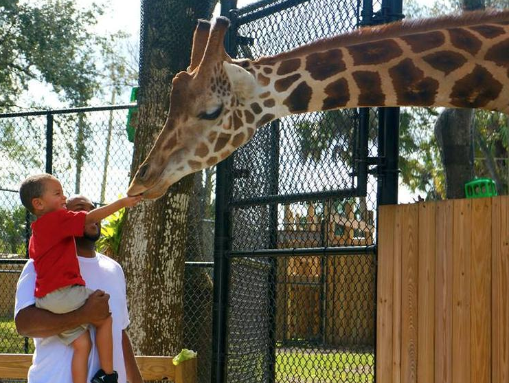 Central Florida Zoo Plans 85 Million Renovation Blogs