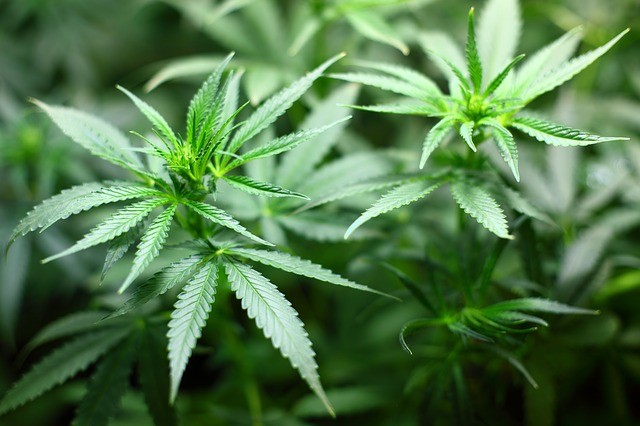 Florida judge backs two more medical marijuana licenses  Blogs