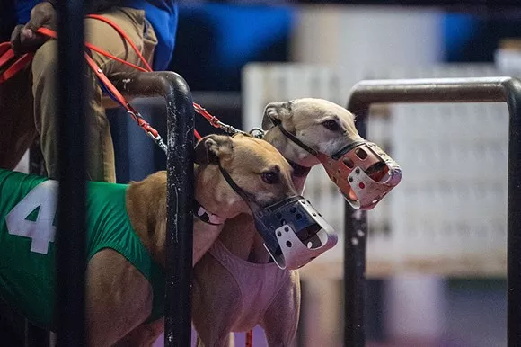 Florida Greyhound Trainer Could Face Suspension After High Levels Of Caffeine Found In Dogs Blogs