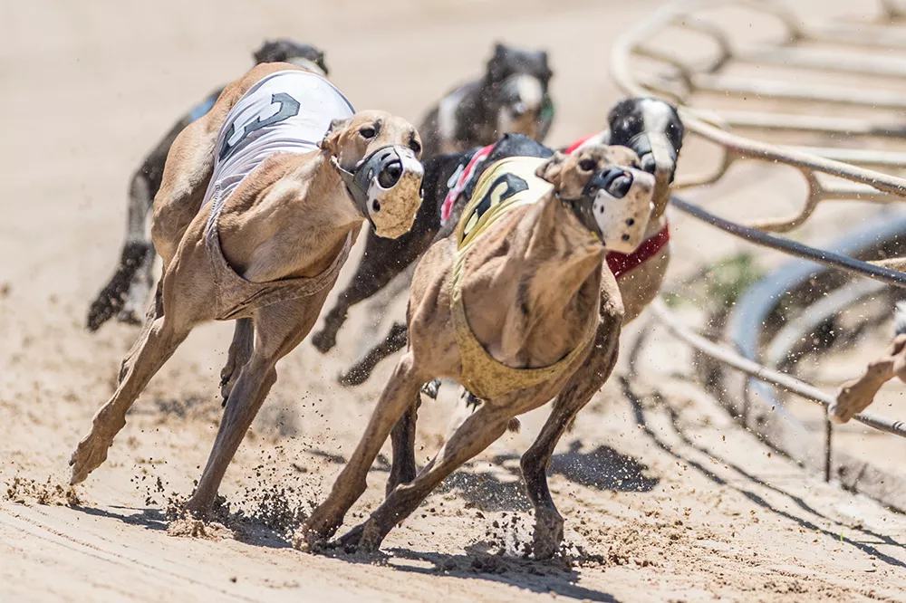 Judge Rules Against Florida Gambling Officials On Greyhound Drug Testing Blogs
