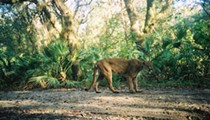 Wildlife authorities are now offering a $5,000 reward for info on whoever killed a Florida panther