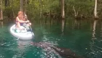 Florida woman fights off large alligator while paddleboarding in terrifying video