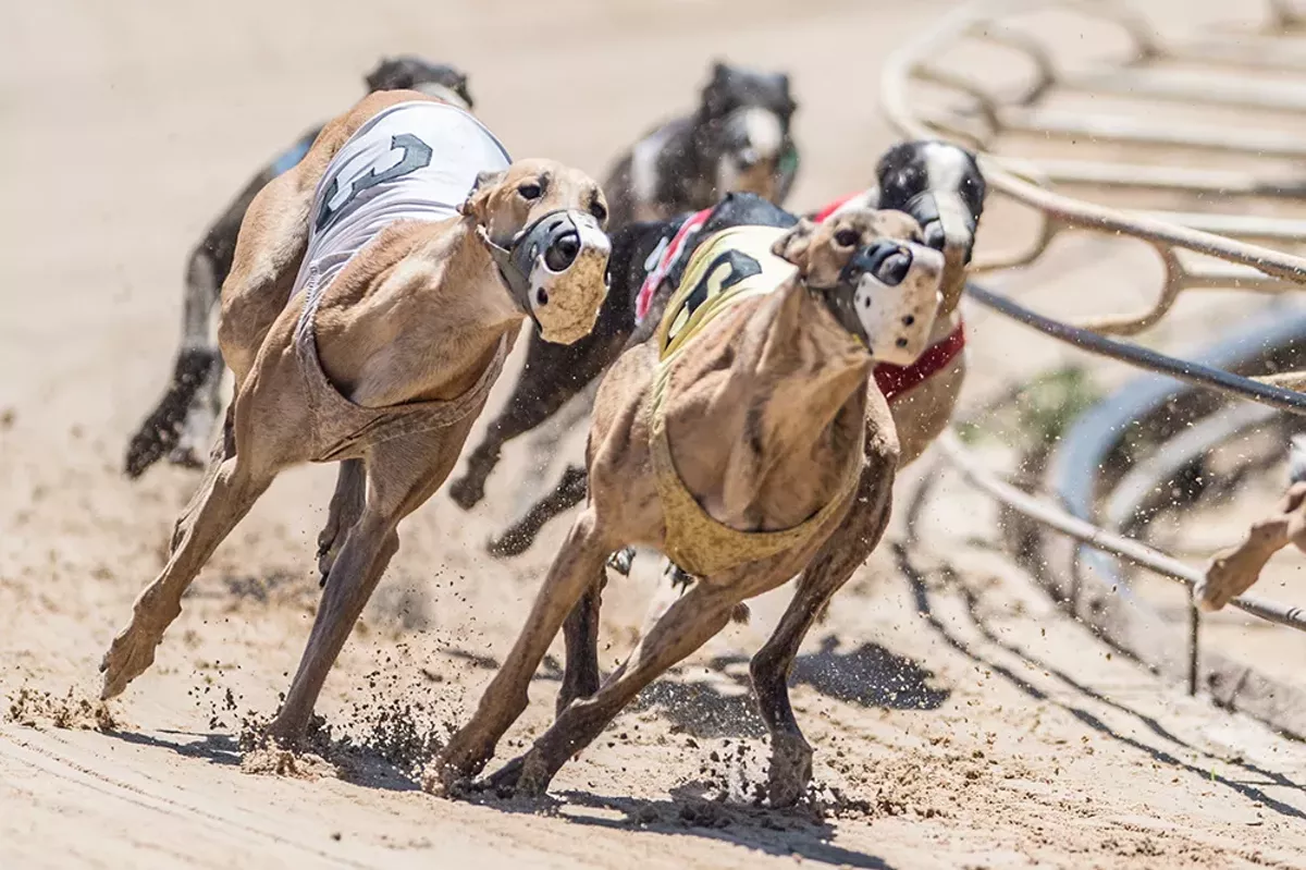 Greyhound Racing Ban Heads To Florida Voters Blogs