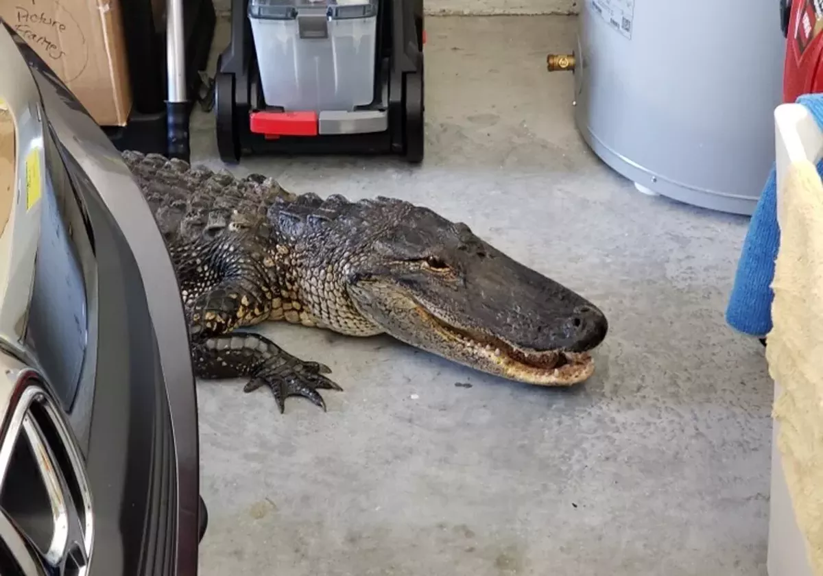 Florida Resident Discovers 7 Foot Alligator In Garage Blogs