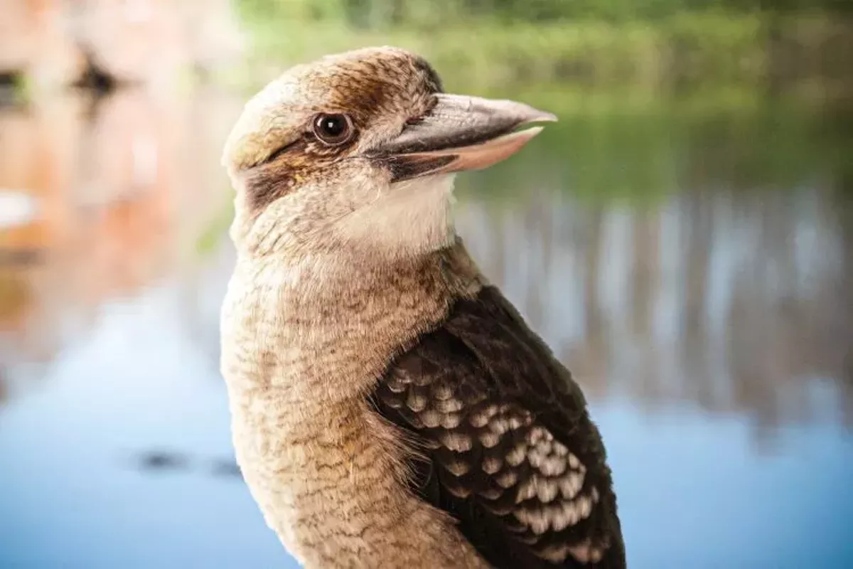 Orlando S Gatorland Adds Kookaburra To Its Kooky Family Of Animals Blogs