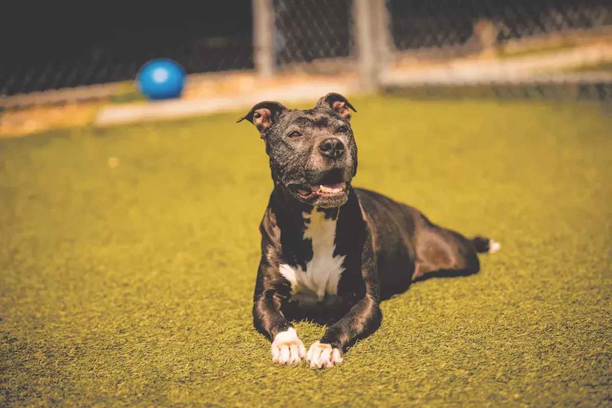 Meet Diamond! This 11-year-old girl likes to be petted all over and she's waiting at Orange County Animal Services to meet her fur-ever family - Vimarsana News