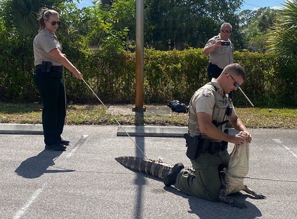 Sir This Is A Wendy S 7 Foot Alligator Scares Customers In Florida Fast Food Parking Lot Blogs