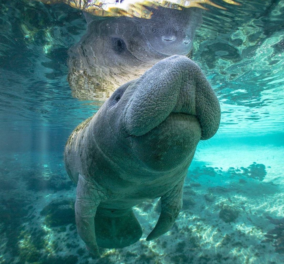 Florida manatees no longer an 'endangered' species | Blogs