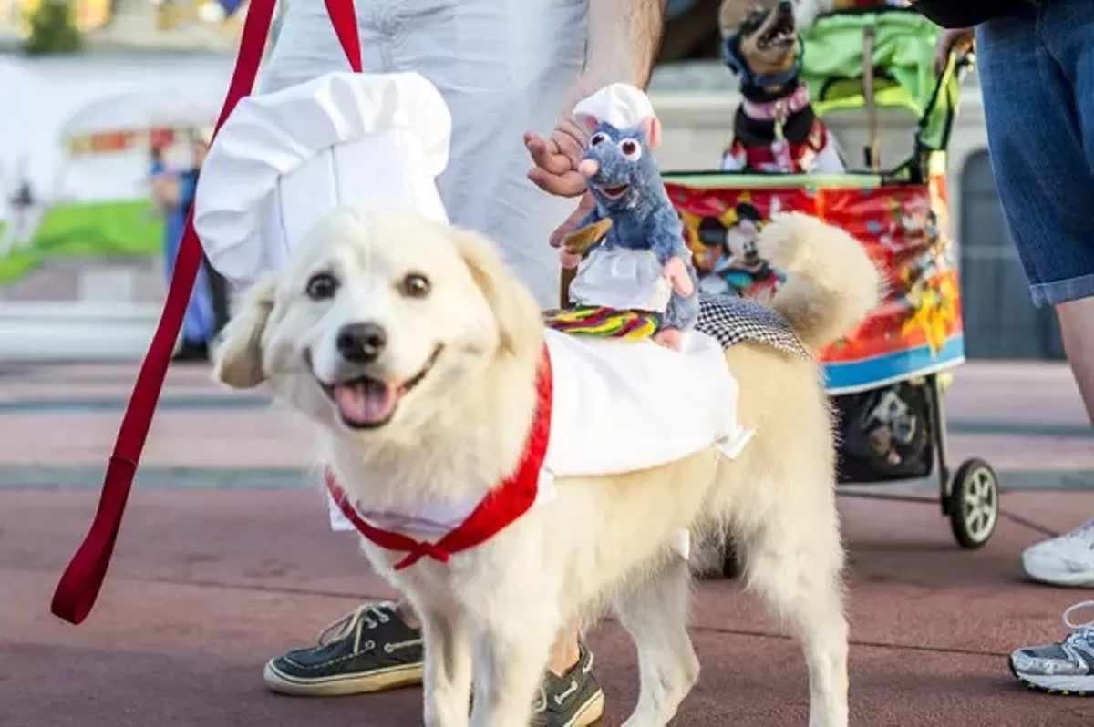 You can now bring your dog to Walt Disney World Resort