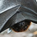 New Orange County program aims to house homeless bats