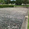 A video of a St. Petersberg canal shows massive amounts of dead fish from a recent red tide bloom.