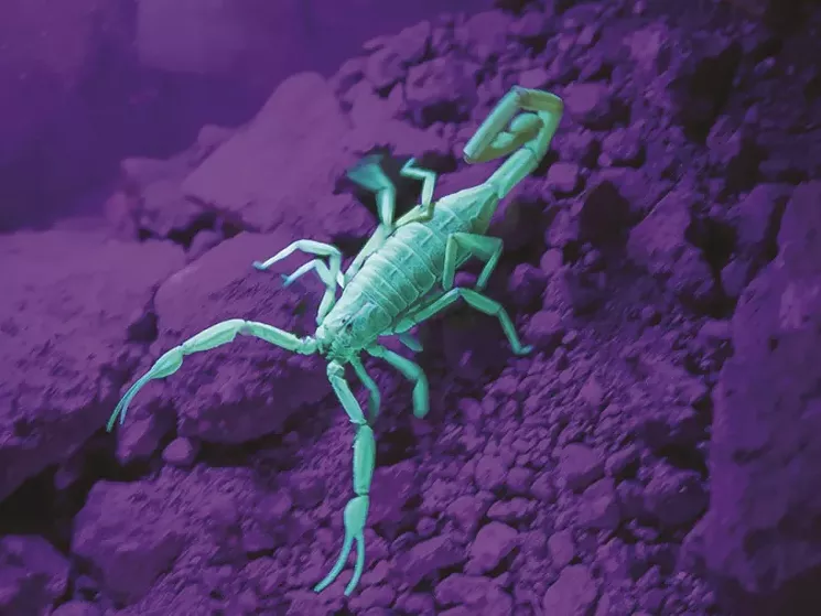 Strange creatures and beautiful sights can be seen at the Desert Botanical Garden after dark. - DESERT BOTANICAL GARDEN