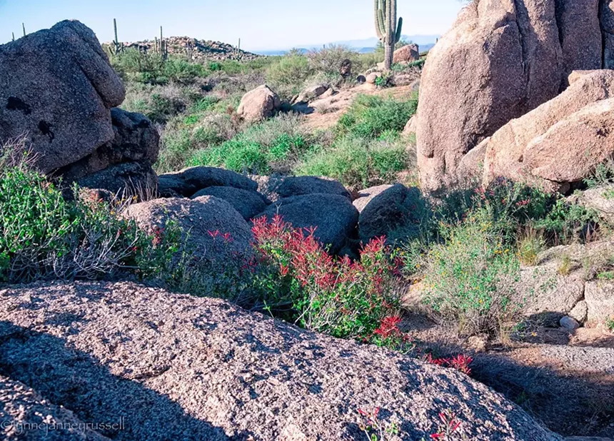 Get back to nature with an easy two-hour hike. - MCDOWELL SONORAN PRESERVE