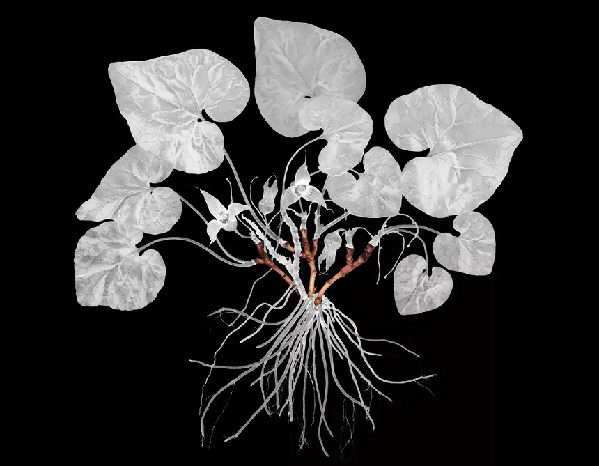 Jimmy Fike transforms plant photos to fine art. - JIMMY FIKE