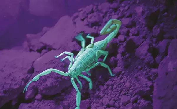 The Best Things to Do in Phoenix This Week