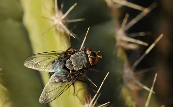 Why Are There So Many Flies In Phoenix This Summer?